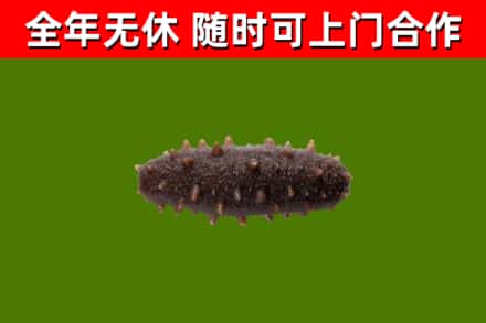 汕尾烟酒回收干海参.jpg